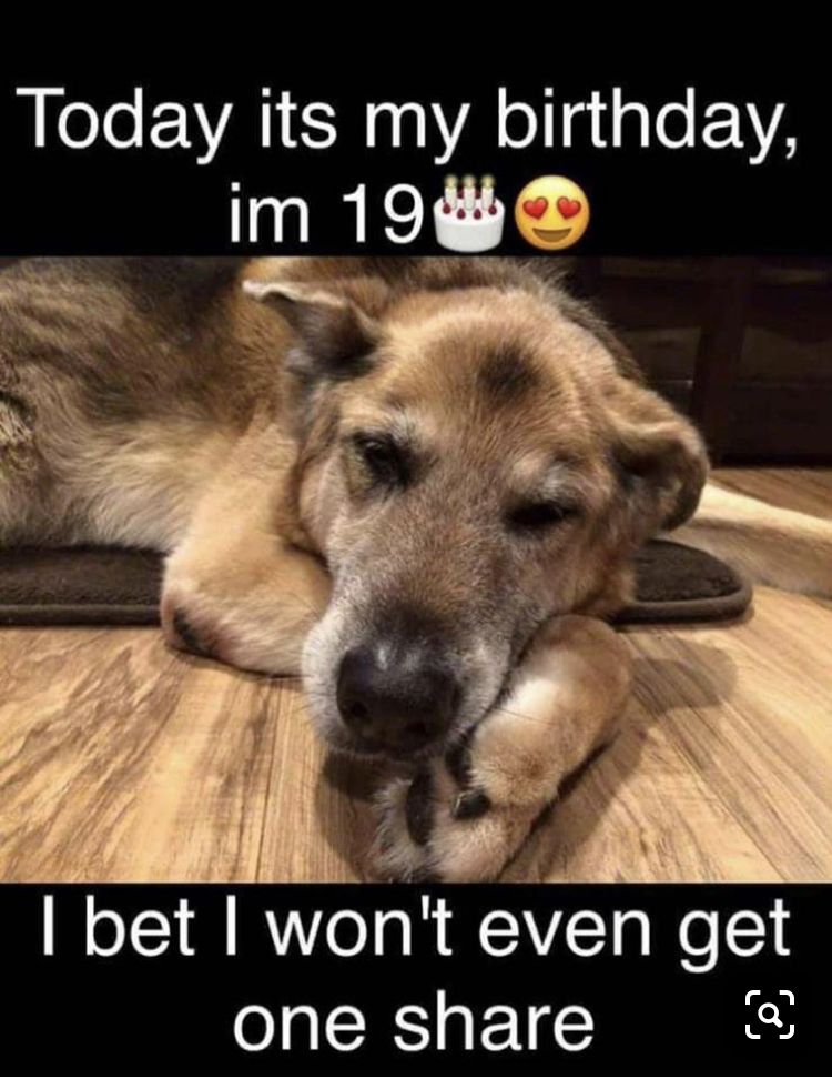 Dog Lovers tweet media