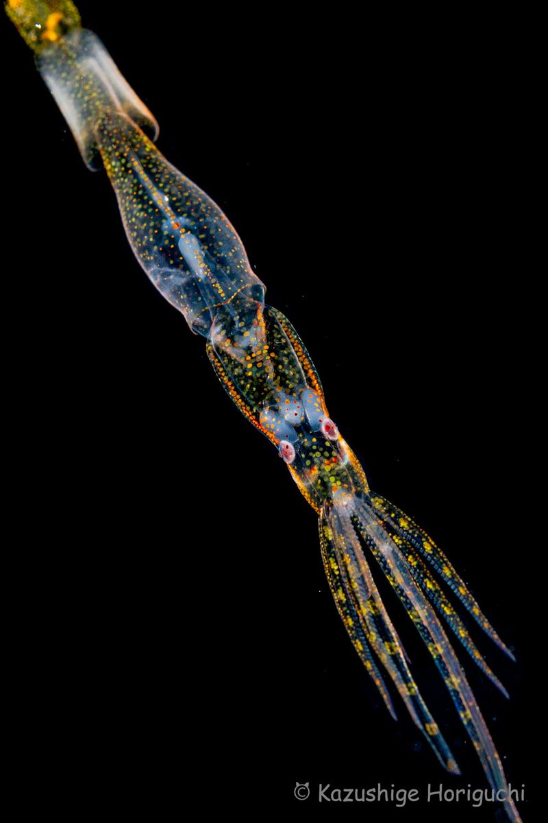 ホーリーの水中写真（水中カメラマン堀口和重） tweet media