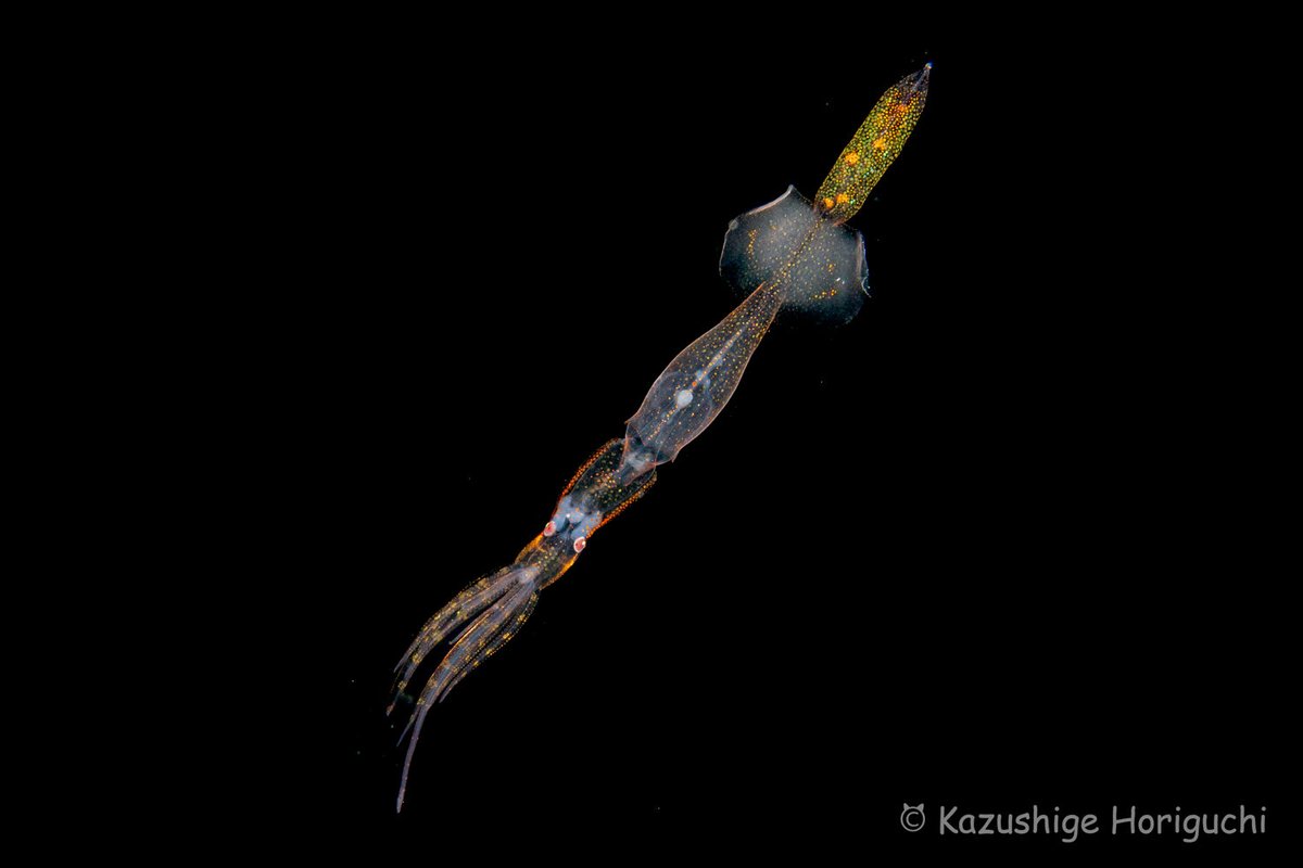 ホーリーの水中写真（水中カメラマン堀口和重） tweet media