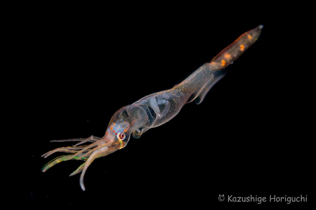 ホーリーの水中写真（水中カメラマン堀口和重） tweet media