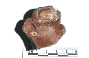 ChinaDaily's tweet image. A tiny fossil dinosaur egg unearthed in East China's Jiangxi province has been officially certified by Guinness World Records as the smallest non-avian #dinosaur egg ever found, the Jiangxi provincial institute of geological survey and exploration announced on Friday. #science