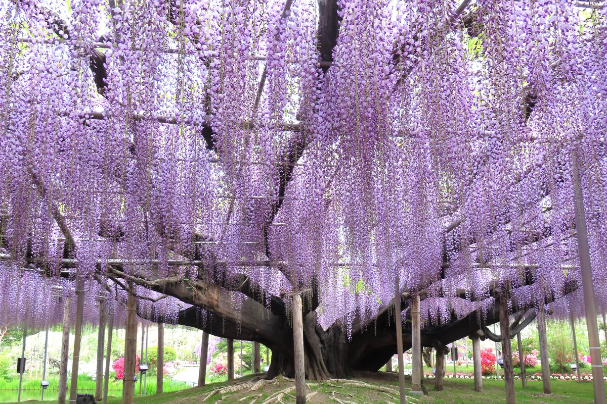 あしかがフラワーパーク【公式】 tweet media