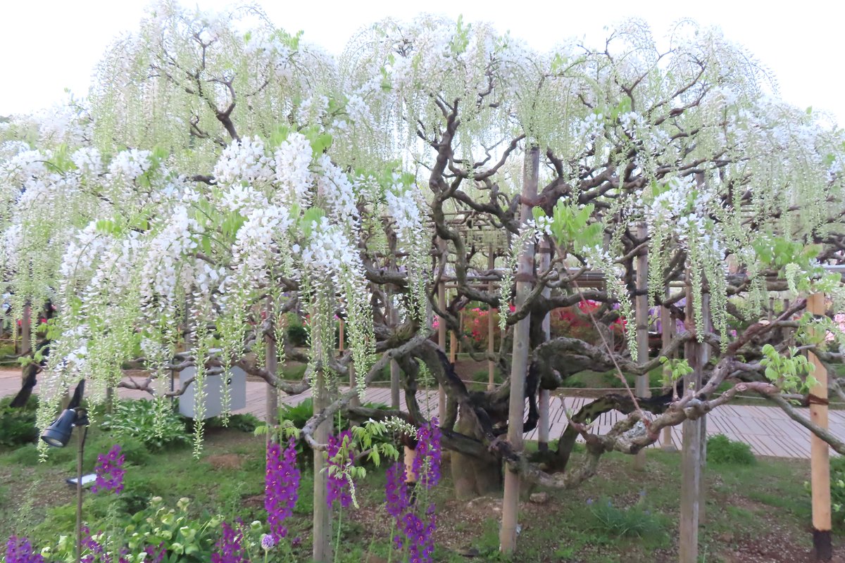 あしかがフラワーパーク【公式】 tweet media