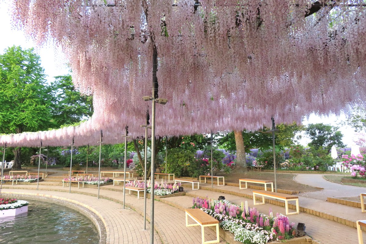 あしかがフラワーパーク【公式】 tweet media