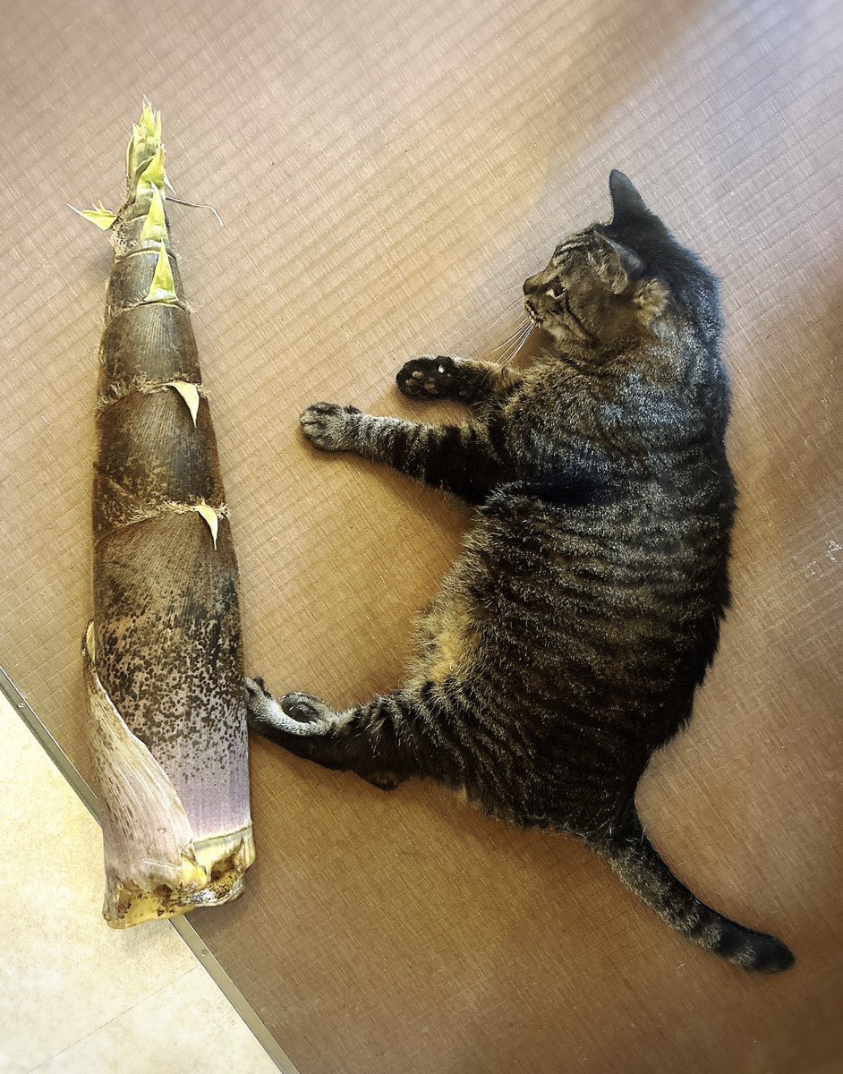 あゆさむ tweet media