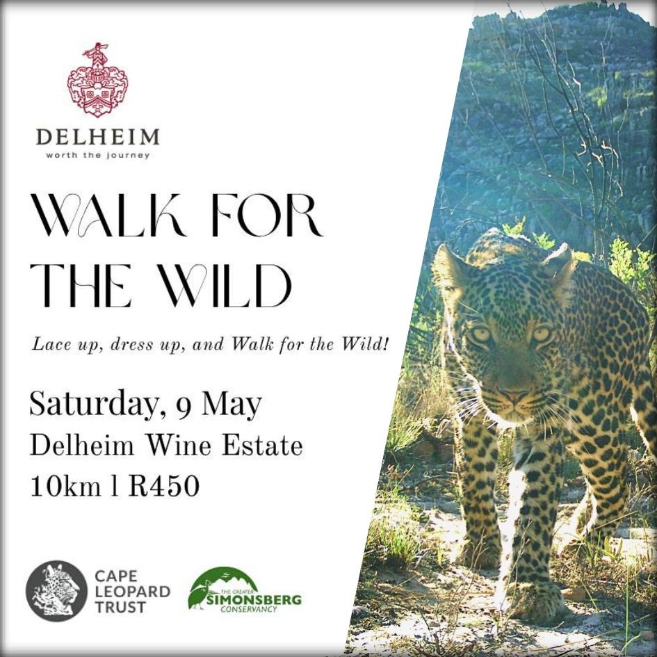 Cape Leopard Trust (CLT) tweet media
