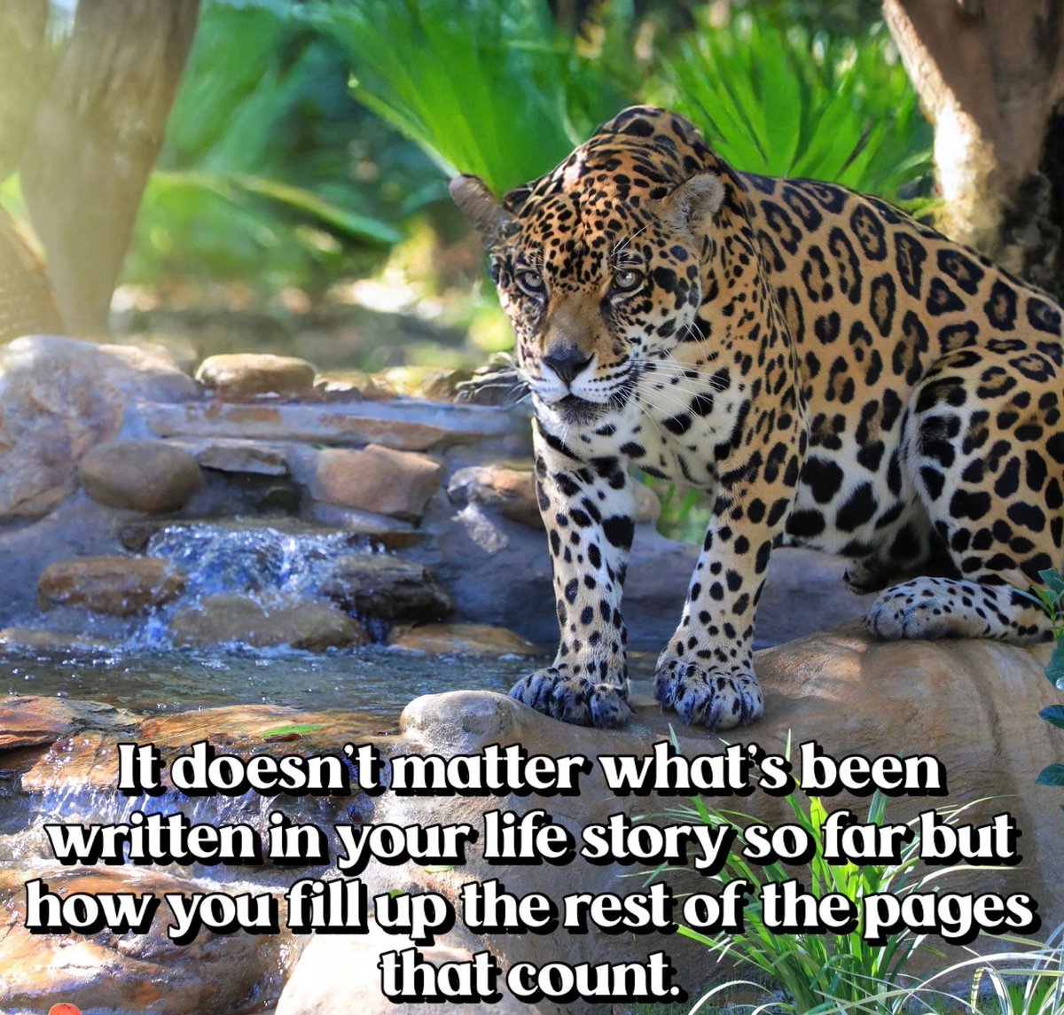 Big Cat Rescue tweet media