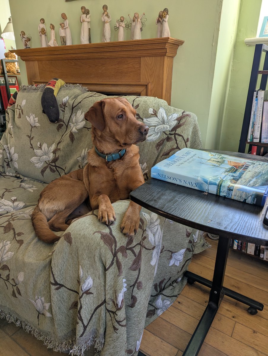 LynnBry29527024's tweet photo. Alfie is on sentry duty this morning at #WritingwithLabradors and is both concerned and outraged that the postman has arrived.
Oscar does not care about the postman and wishes Alfie would stop barking every time someone walks past as it's disturbing his post breakfast nap. https://t.co/VoGLo0fllW