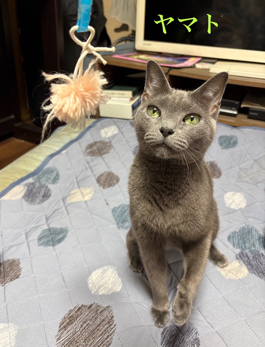 大竹達哉 tweet media