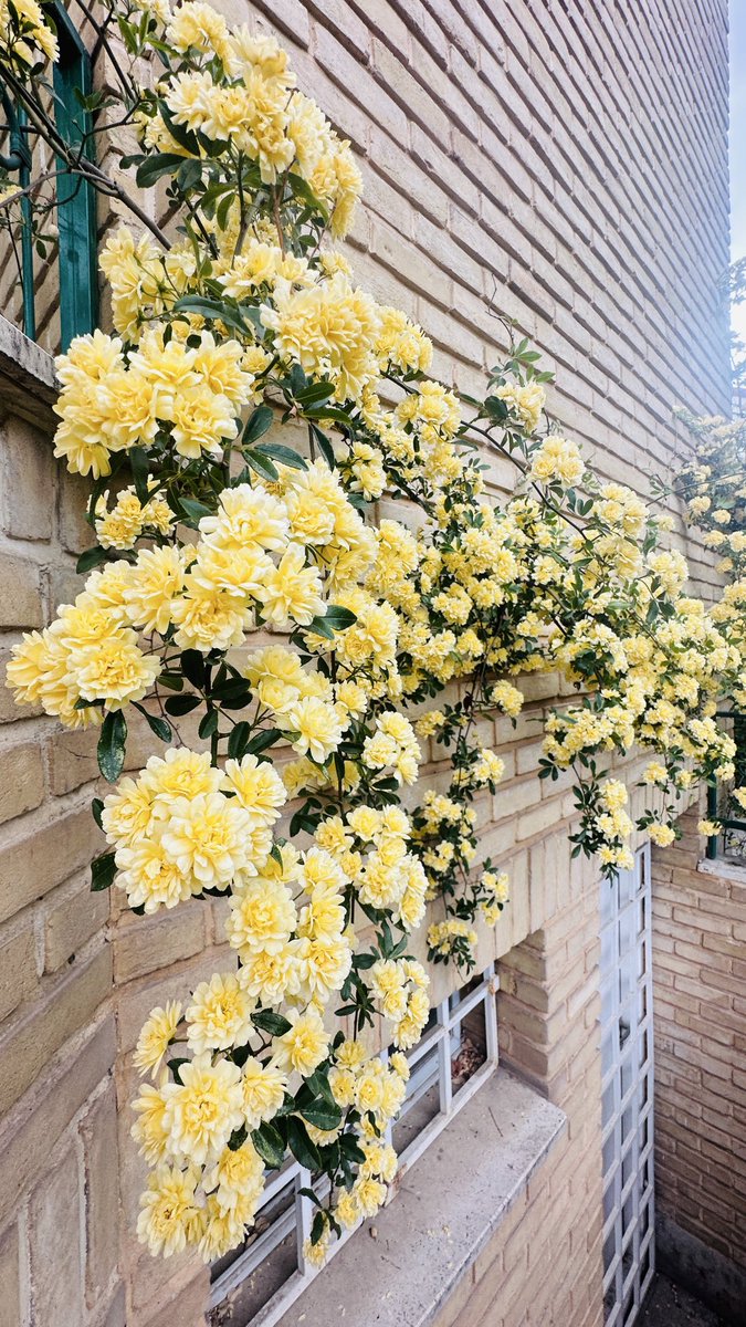 Green hazel tweet media