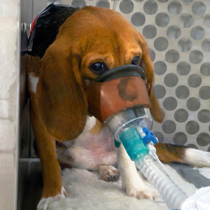 Cockatoo tweet media