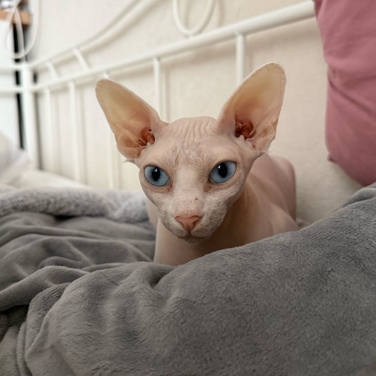 Наукоёб и холодоёб tweet media