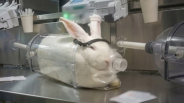 Cockatoo tweet media