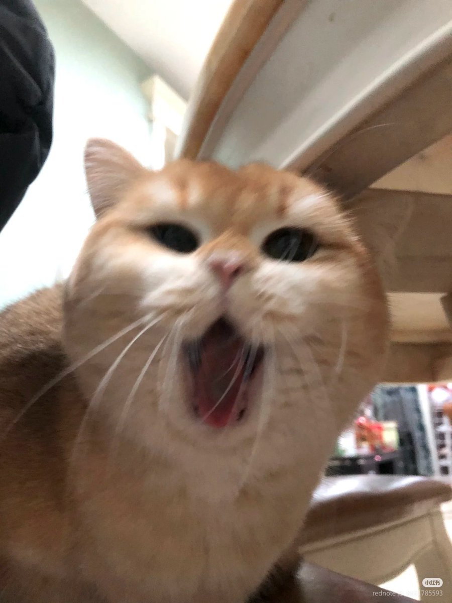 No Context Cats tweet media