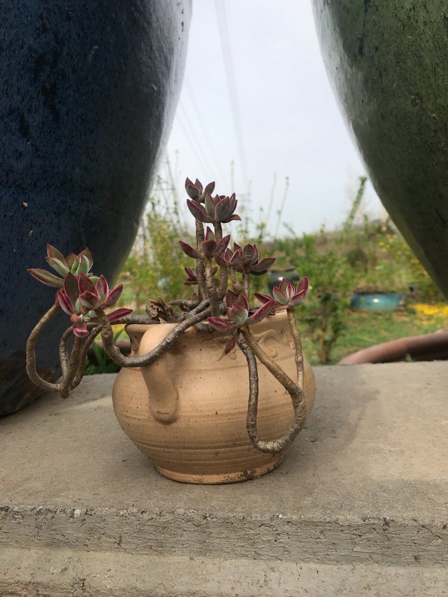 SavinoFiorella's tweet image. DIY this upcycled glass jar planter in 5 mins! Clean an old jar, add pebbles + soil, pop in a succulent. Cute desk decor that’s eco-friendly  #DIY #Upcycle #EcoCraft