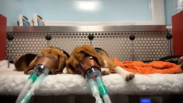 Cockatoo tweet media