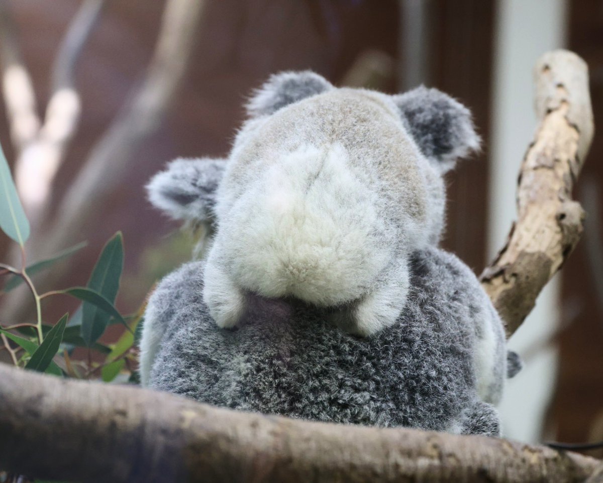 やまこじ tweet media