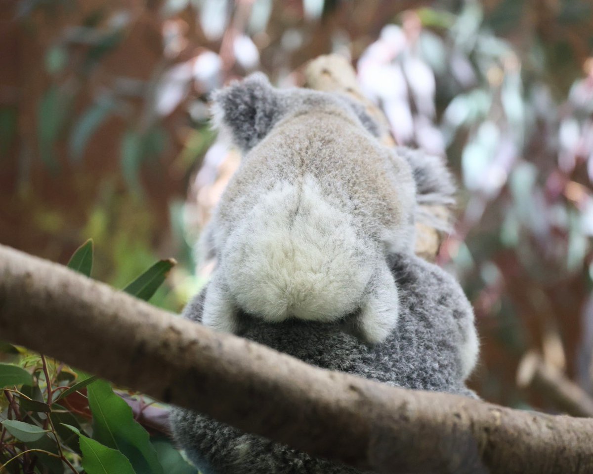 やまこじ tweet media