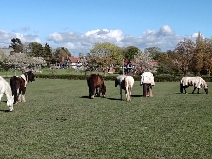 Horse Sense Wirral Charity #1152111 tweet media