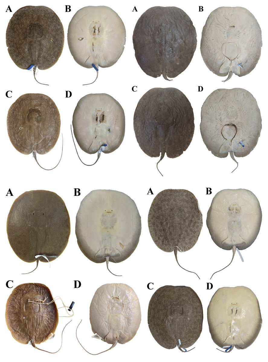 #NewSpeciesAlert - 𝑃𝑎𝑟𝑎𝑡𝑟𝑦𝑔𝑜𝑛 𝑎𝑟𝑎𝑔𝑢𝑎𝑖𝑎, 𝑃. 𝑙𝑢𝑐𝑖𝑛𝑑𝑎𝑖, 𝑃. 𝑚𝑢𝑛𝑑𝑢𝑟𝑢𝑘𝑢 &amp; 𝑃. 𝑟𝑎𝑜𝑛𝑖𝑖, four new species of freshwater stingrays (Potamotrygonidae), are described from the Amazon basin.
🔓 scielo.br/j/ni/a/755cHb8…