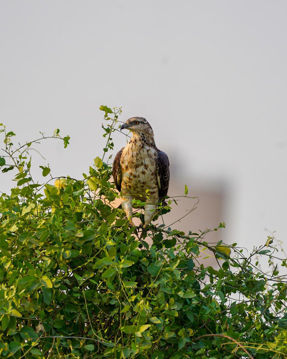 تُعدّ جبال فيفاء واحدة من أغنى البيئات
الطبيعية في جنوب المملكة العربية
السعودية🇸🇦 ، حيث تتعانق المرتفعات
الشاهقة مع الغابات الكثيفة والمدرجات
الزراعية لتشكّل موطناً مثالياً لتنوعٍ مدهش
من الطيور ، تتميّز فيفاء بتضاريسها المتنوعة
ومناخها المعتدل نسبيًا مقارنة بالمناطق
المجاورة