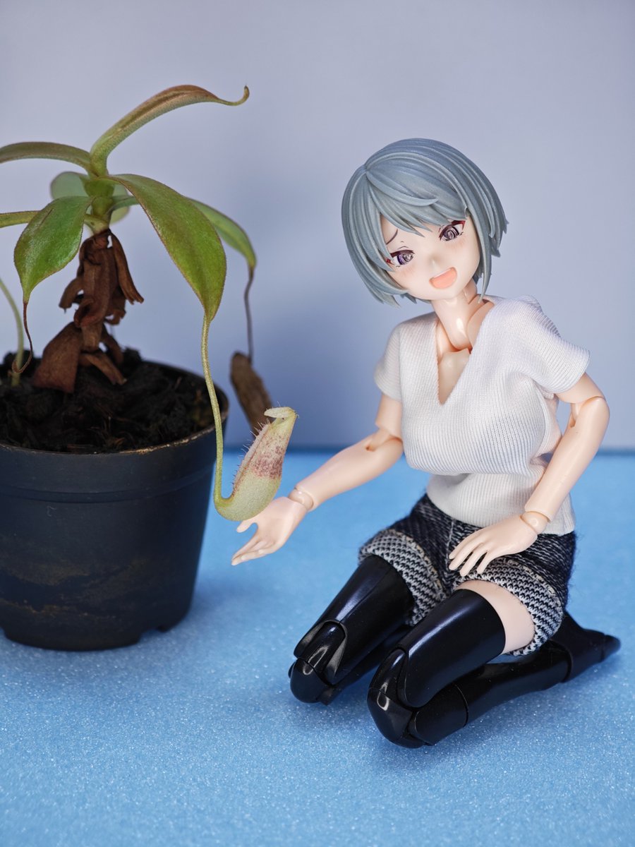 きんつば tweet media