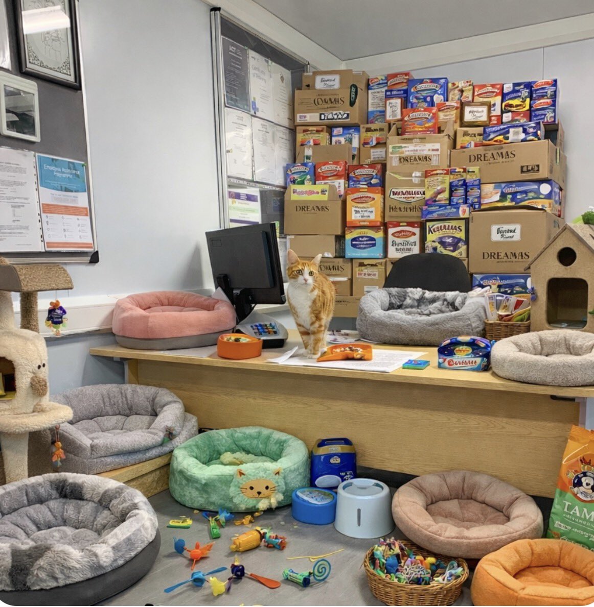 George The Stourbridge Junction Station Cat tweet media