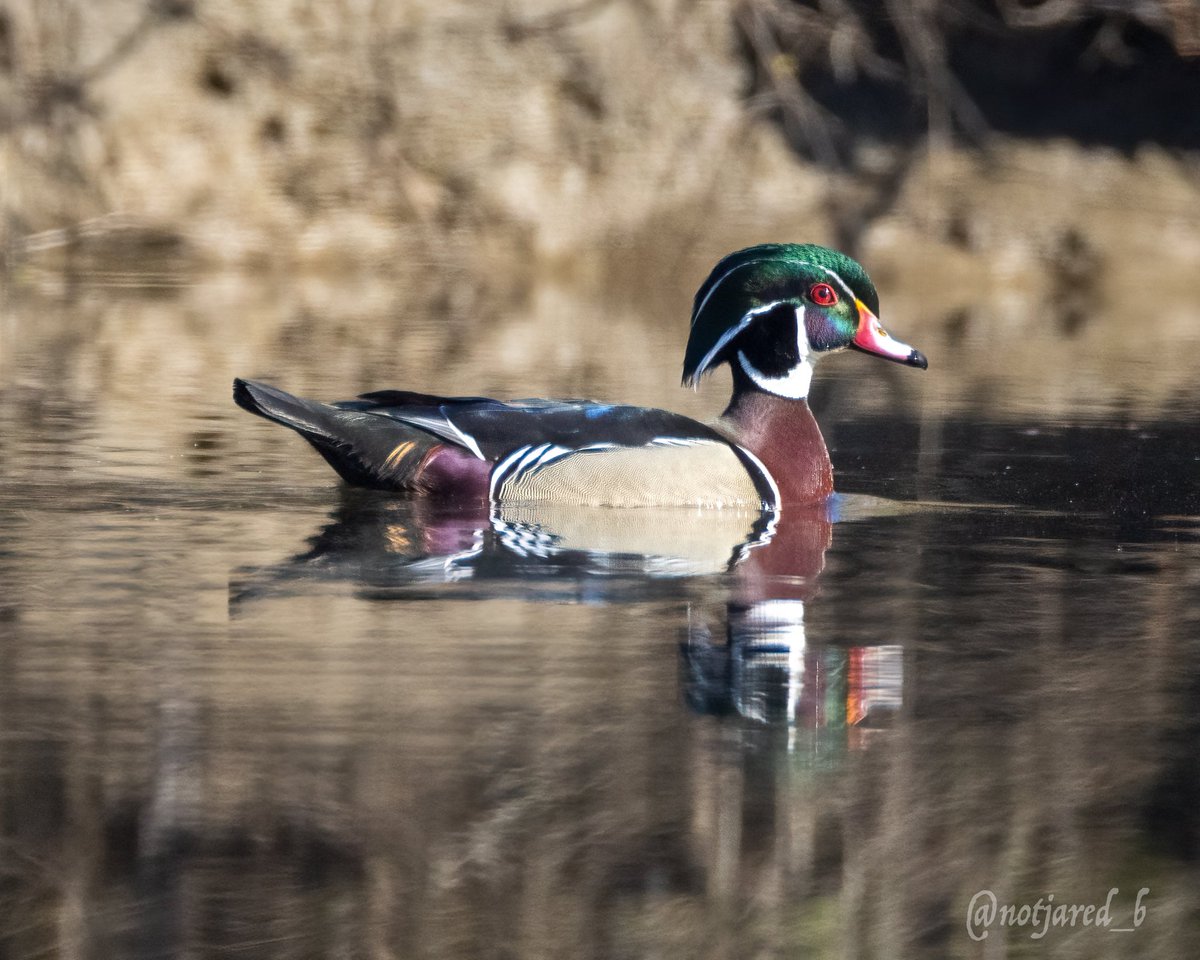 notjared_b's tweet image. Some wood ducks.  In good light for once. #ctnaturefans #twitternaturecommunity