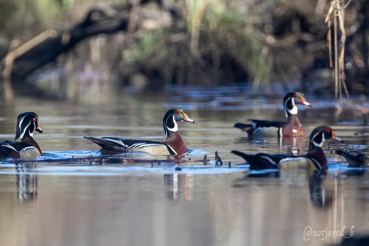 notjared_b's tweet image. Some wood ducks.  In good light for once. #ctnaturefans #twitternaturecommunity