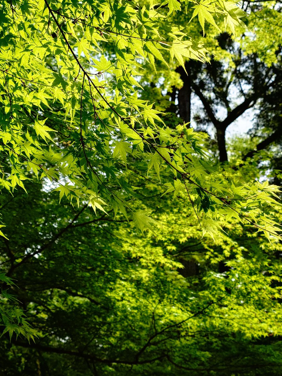 shingetsuu's tweet photo. 週末に #神代植物公園 行ってきた！新緑の季節になりましたね https://t.co/ubU4Fp8DR8