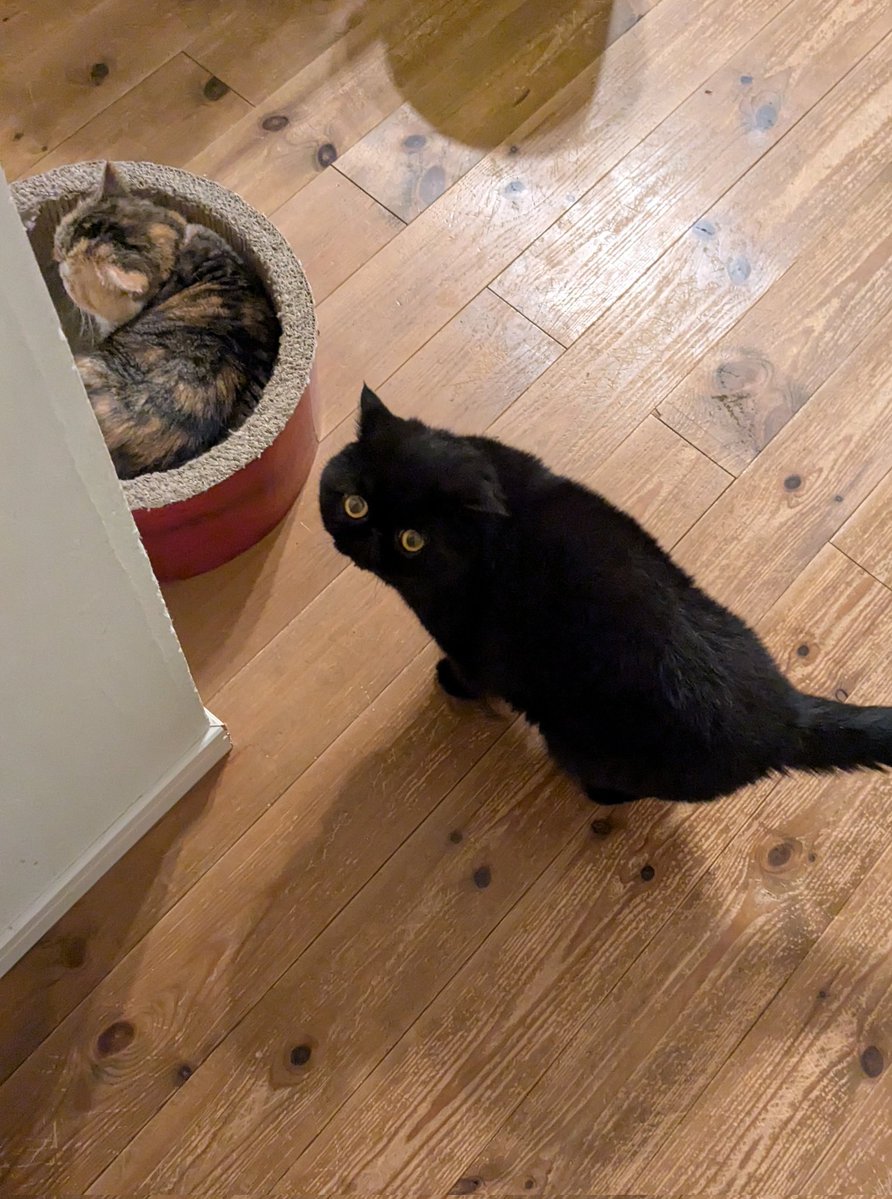 ブーオレオ tweet media