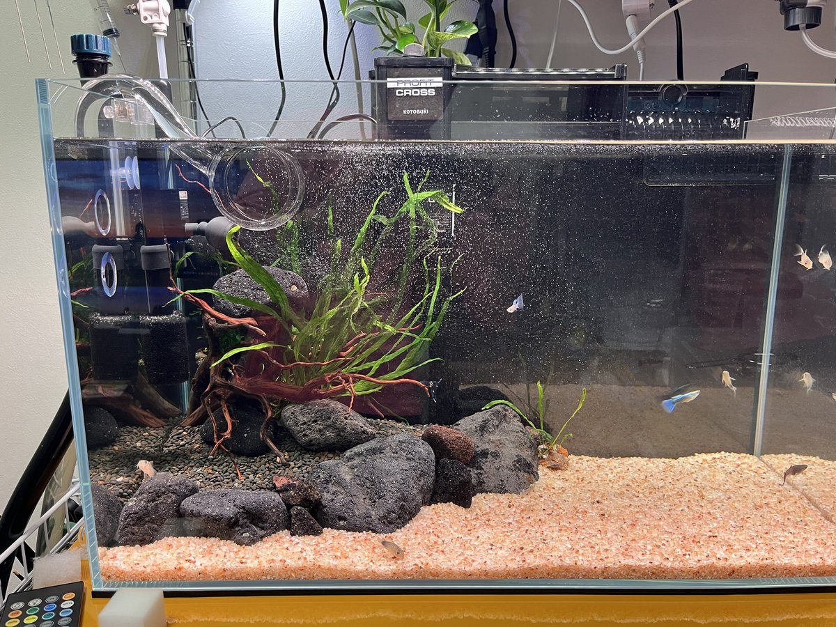 ぎょまん tweet media