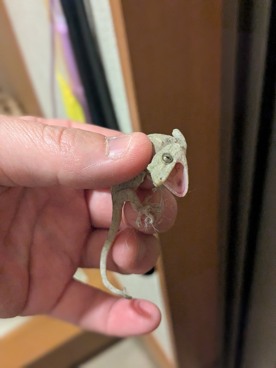 リンサン4/28、5/8、5/22、5/27、8/6 tweet media