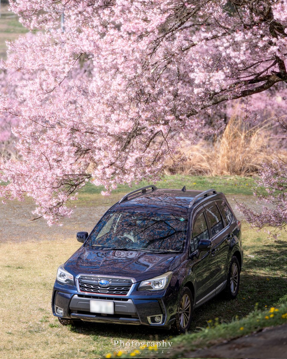 新たに見つけた撮影スポット🌸

#FORESTER
#桜