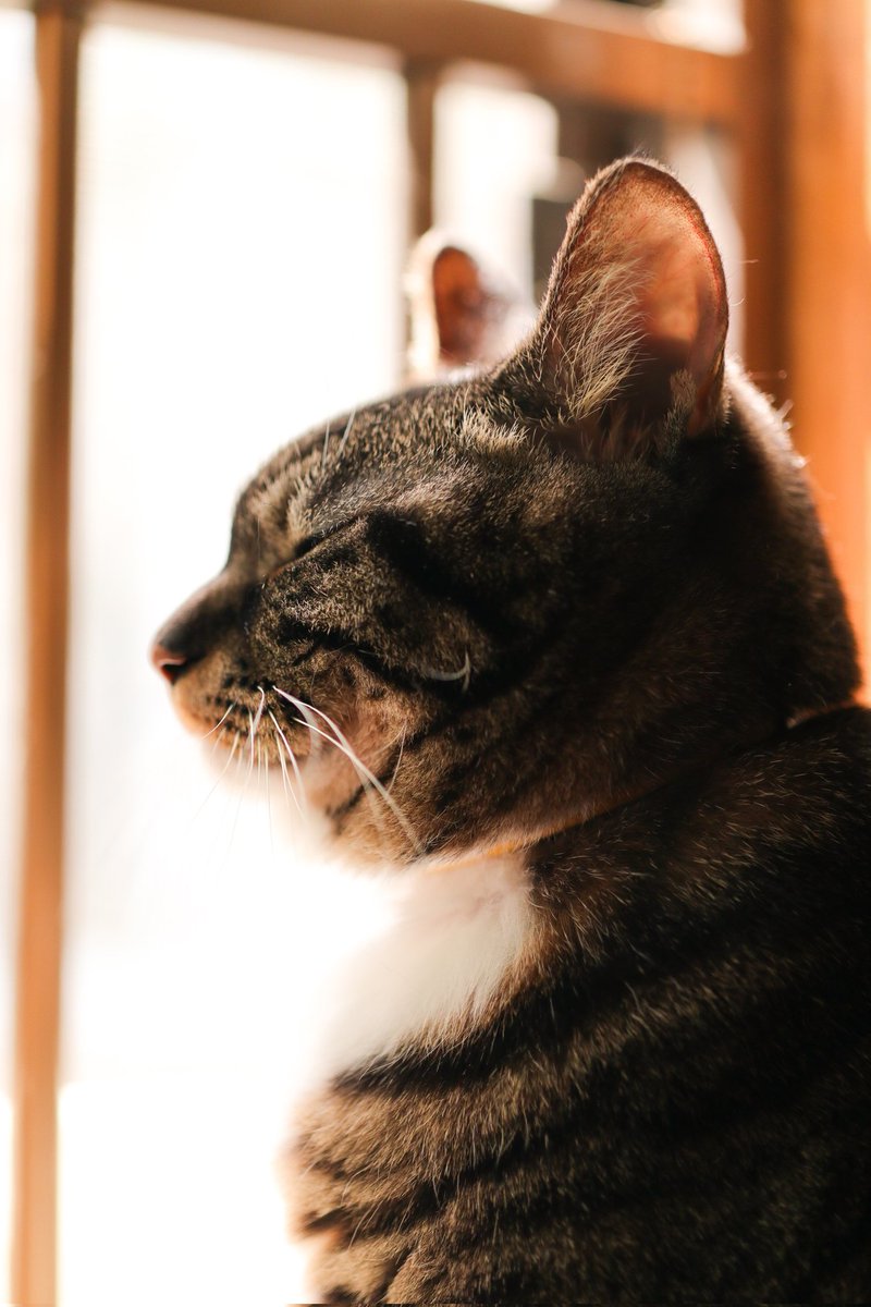 아이스/アイス🕯 tweet media