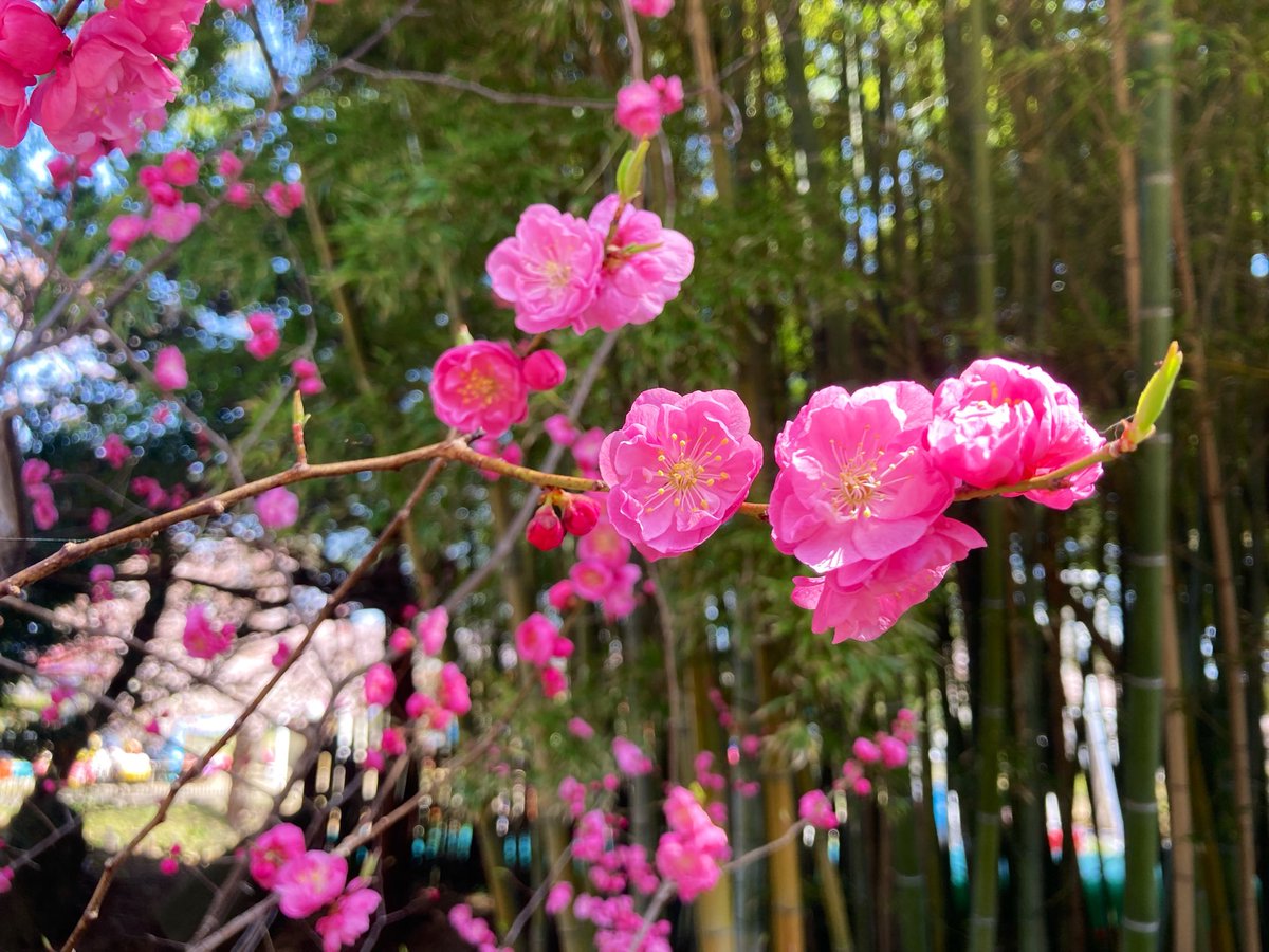 もえぎ tweet media