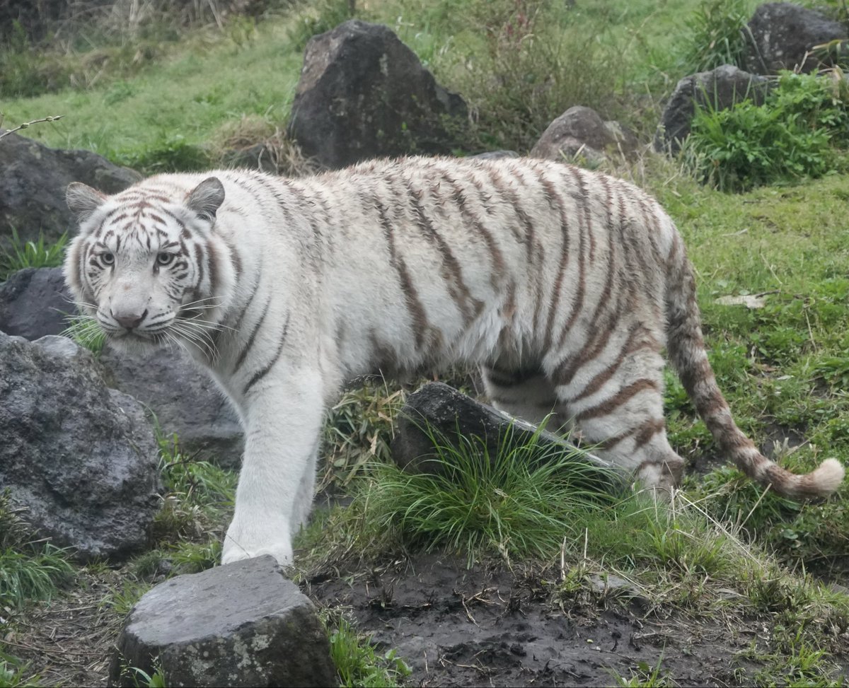 Ggr0G0M2sl64751's tweet image. ⬅️キョトンなナイトパパ
➡️ちょっとキョトン顔の娘っ子🌙

何を見てたのかな〜🤔

#伊豆アニマルキングダム 
#ツキ #ナイト #シロップファミリー