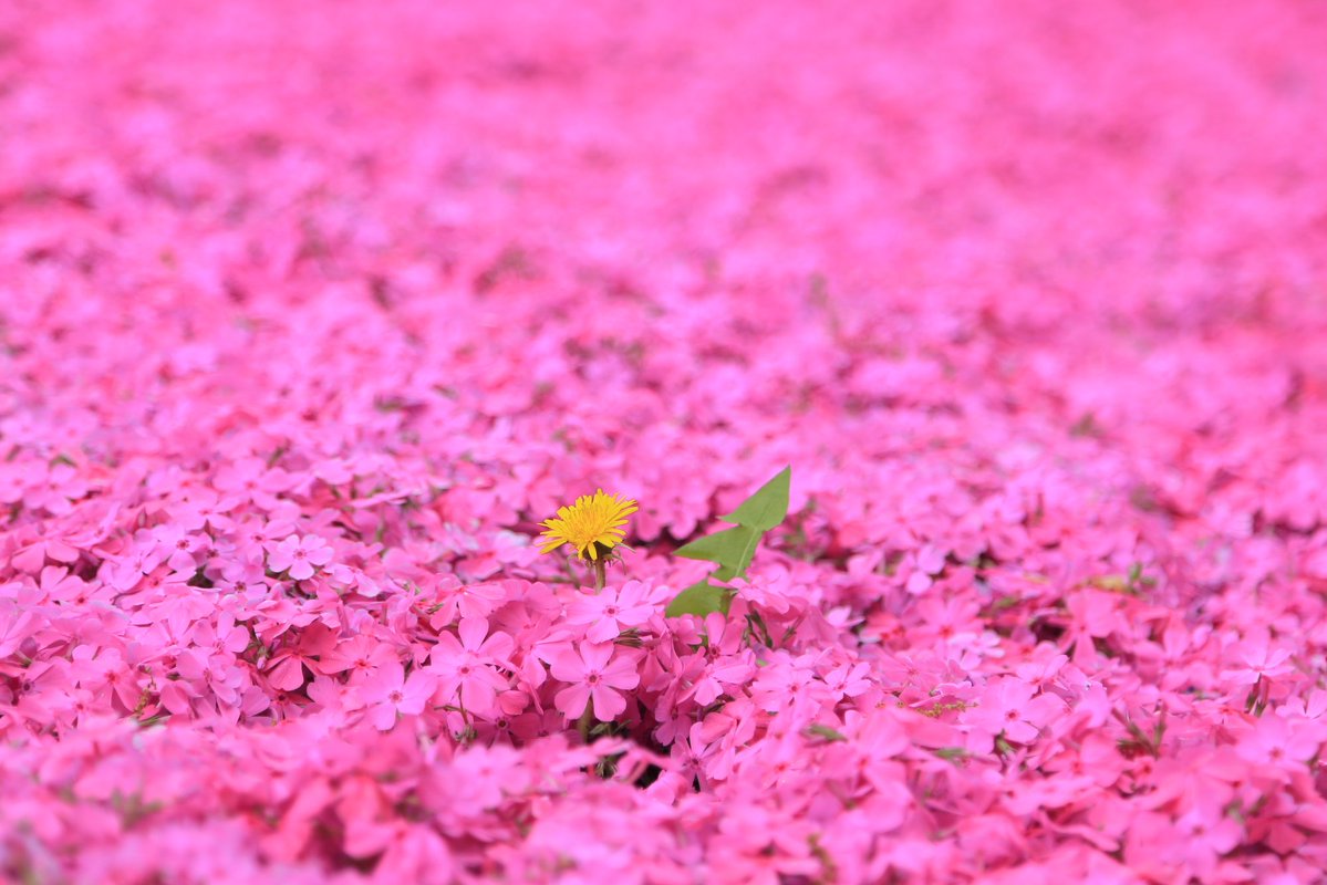 銀河急行🌠ちちぶ９９９号 tweet media