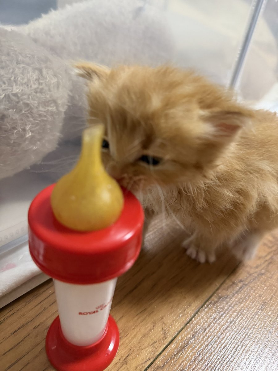 째앙금 tweet media