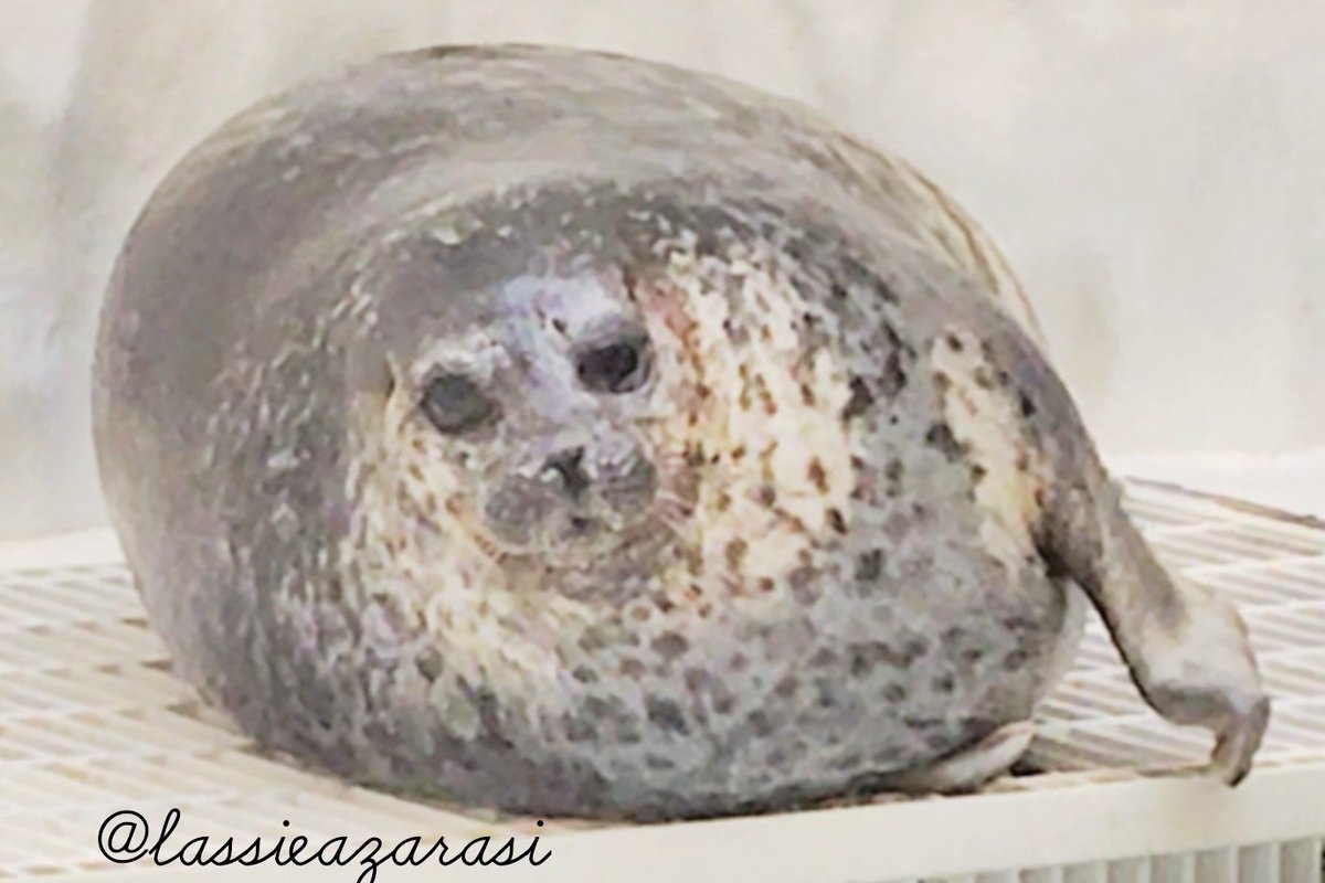 lassie99289125's tweet image. ユキちゃん Yuki
 #海遊館  #アザラシ  #seal