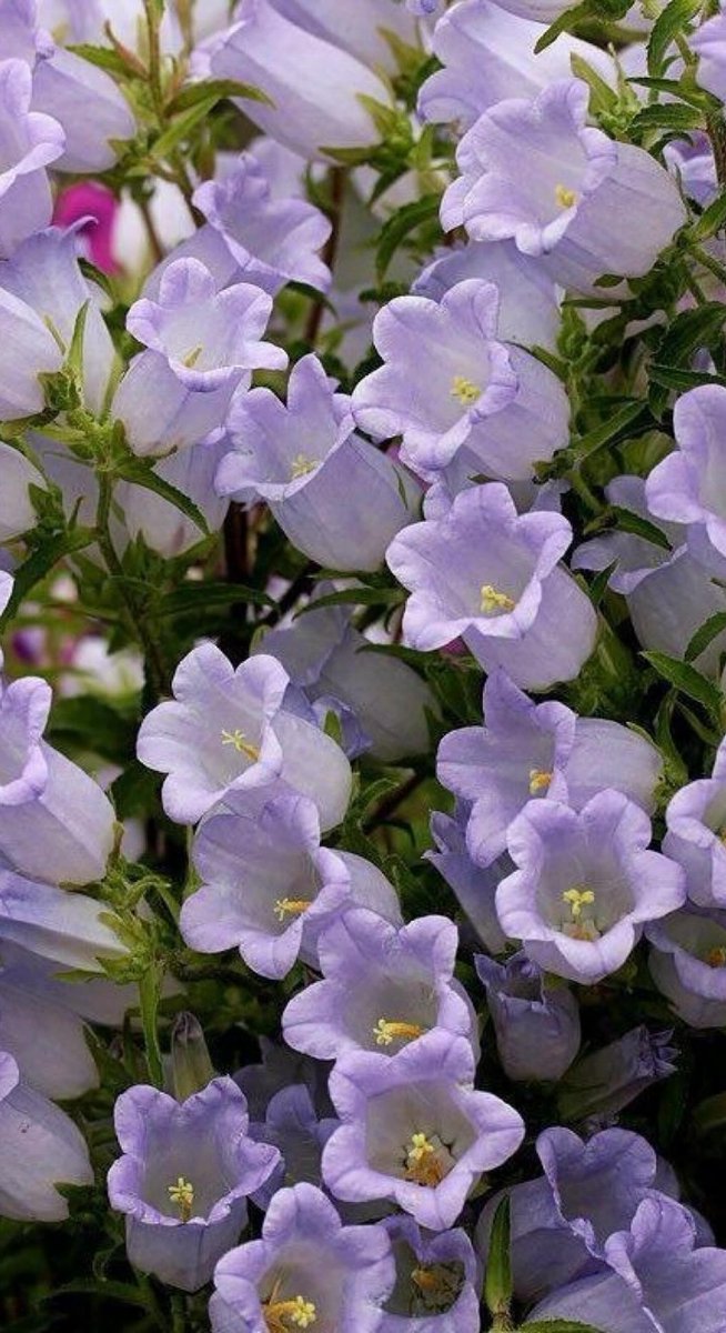 huariqueje's tweet image. bell - shaped beauty