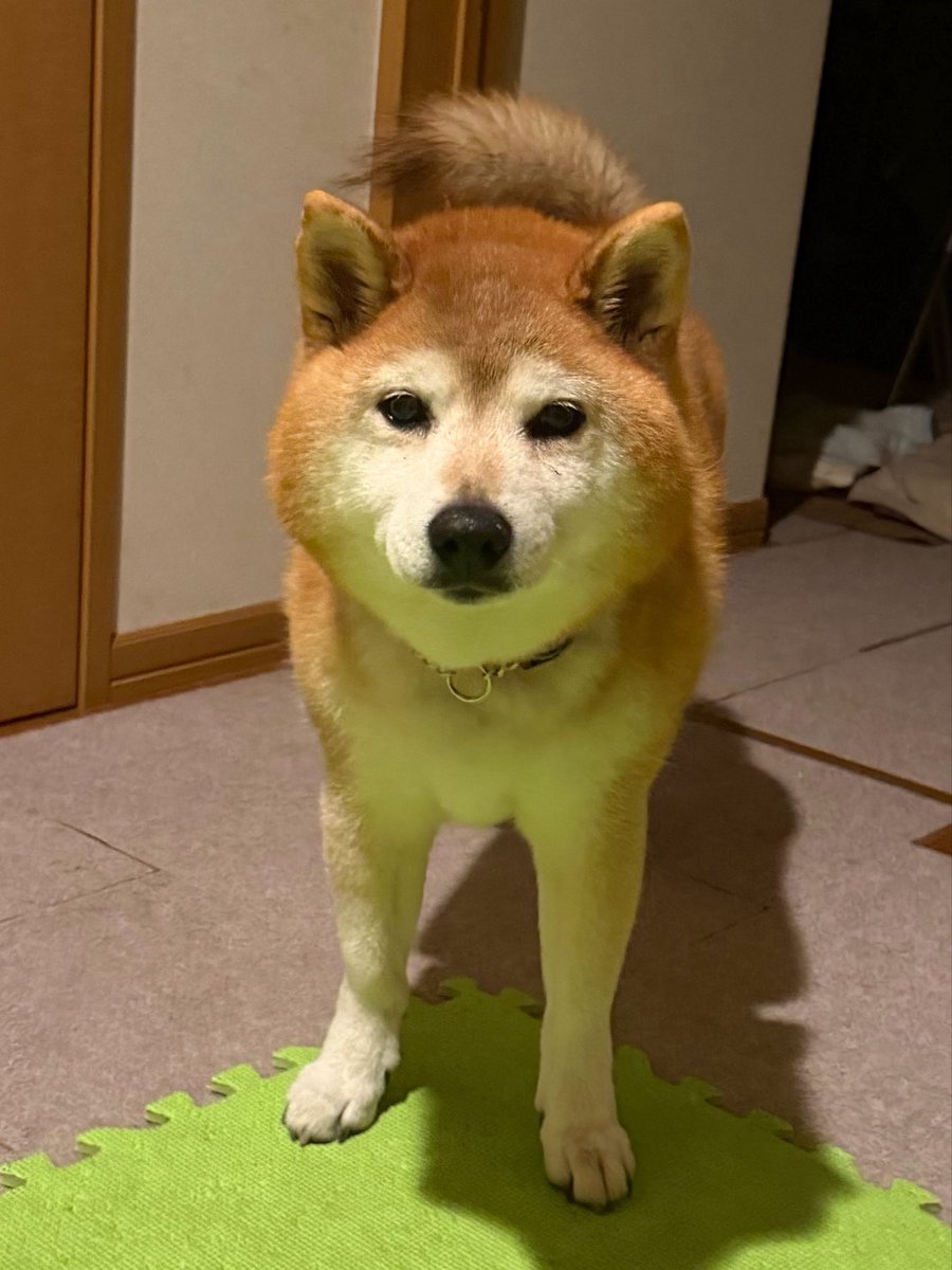 はちさんぽ tweet media