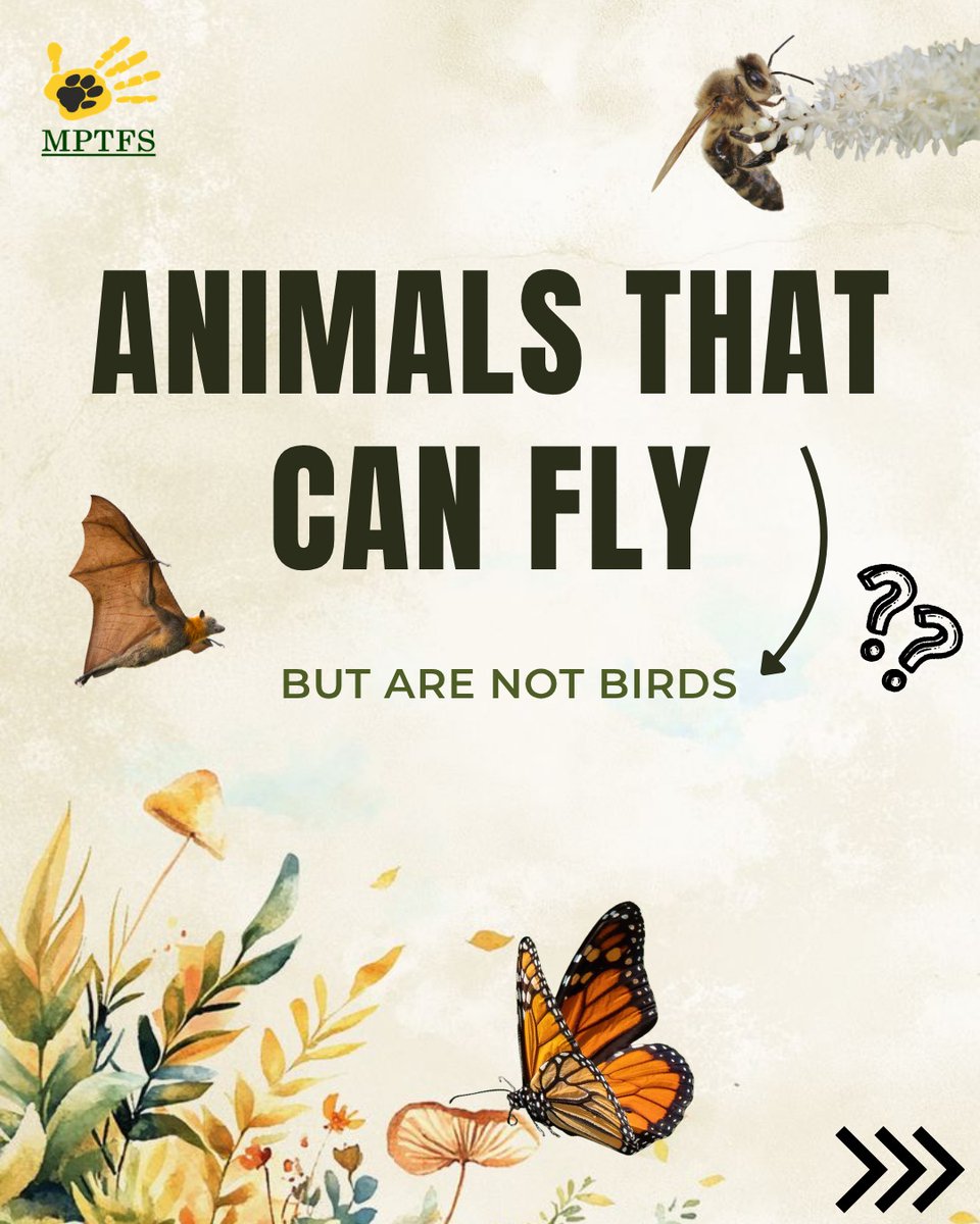 mptfs's tweet photo. Not everything that flies is a bird and nature proves it beautifully.
#flyinganimals #rarespecies #animalsthatcanfly #informativepost #mptfs https://t.co/PqcvnyArwD