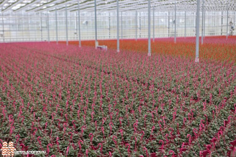 Westlanders.nu tweet media