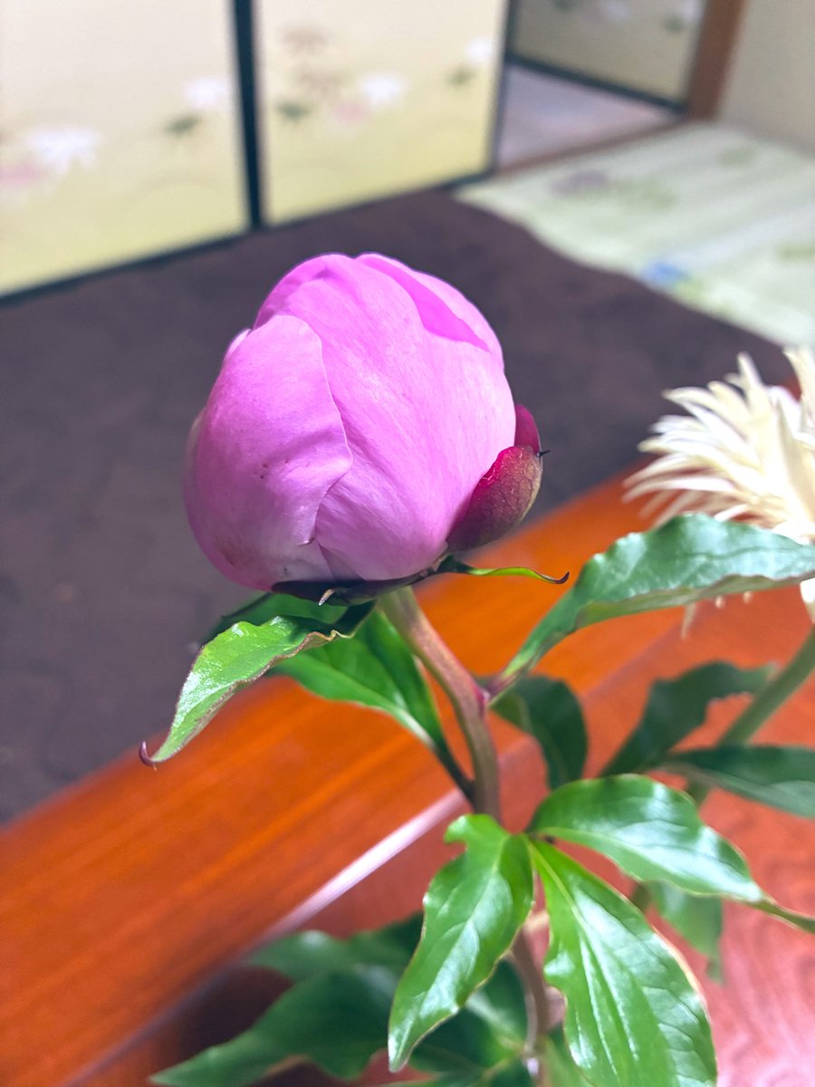 らっしー@趣味専用 tweet media