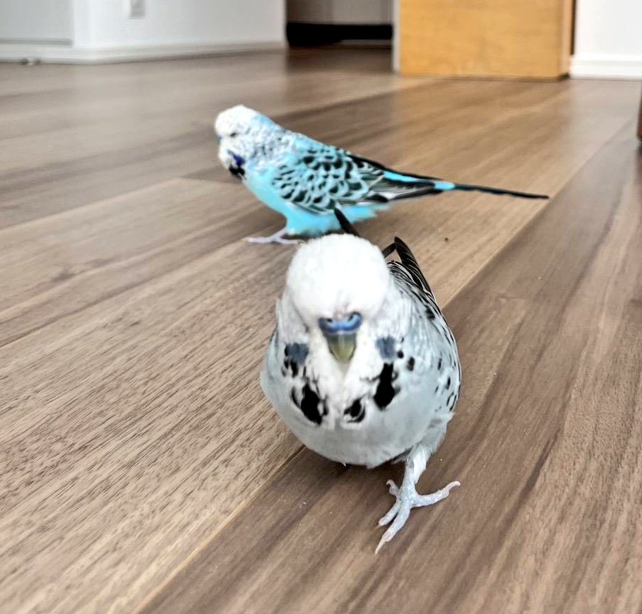 りんこの母 tweet media