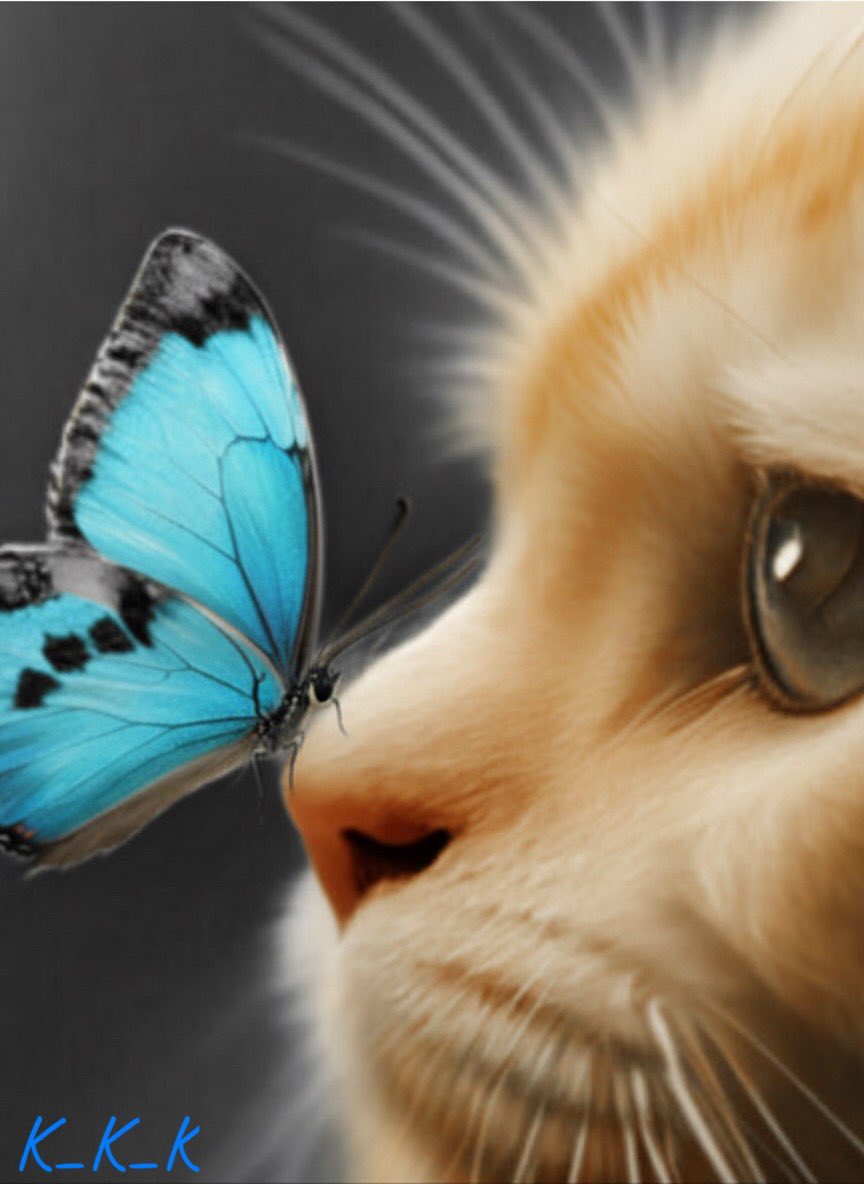 Keka_Keka_Keka (Mavi Tik ;)👻🦋🦁💙🪷🐢 tweet media
