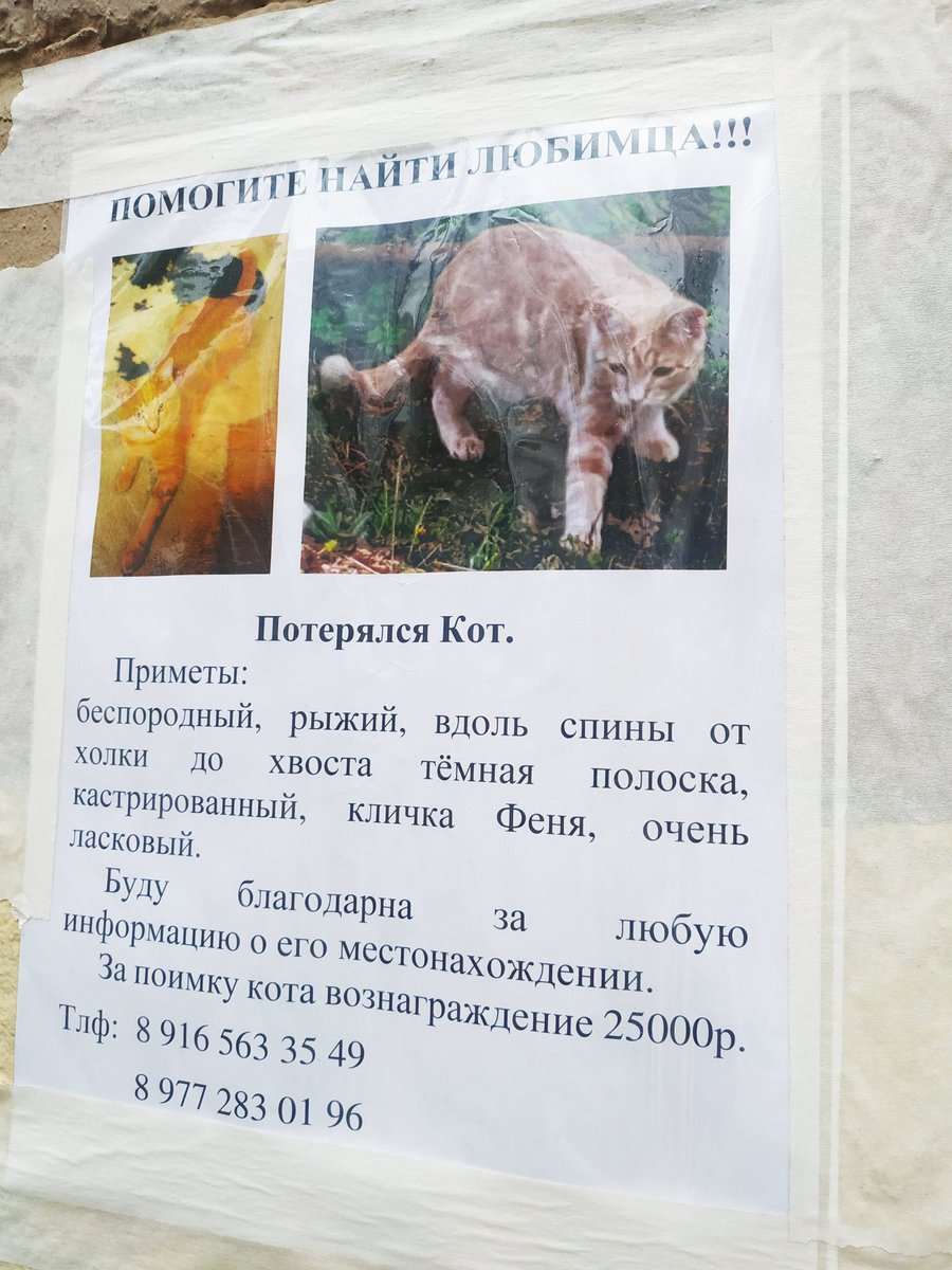 Шабадинова tweet media