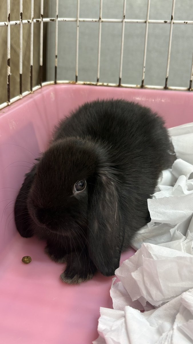 蒼井　怜 tweet media