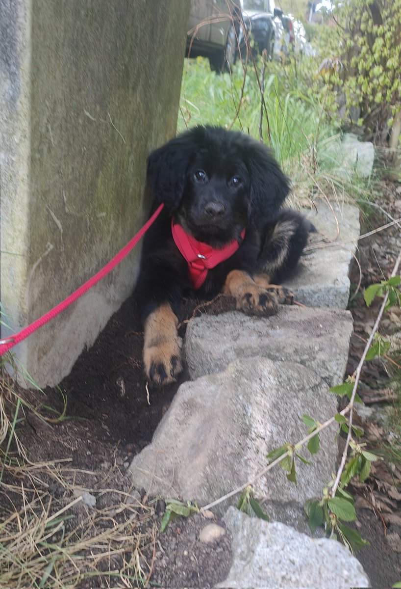 Jule2013 🐕🐈🇺🇦🇮🇱 tweet media